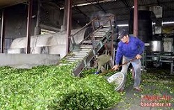 KỸ THUẬT CƠ BẢN SẢN XUẤT CHÈ XANH TRUYỀN THỐNG (3) KỸ THUẬT CƠ BẢN SẢN XUẤT CHÈ XANH TRUYỀN THỐNG (3)